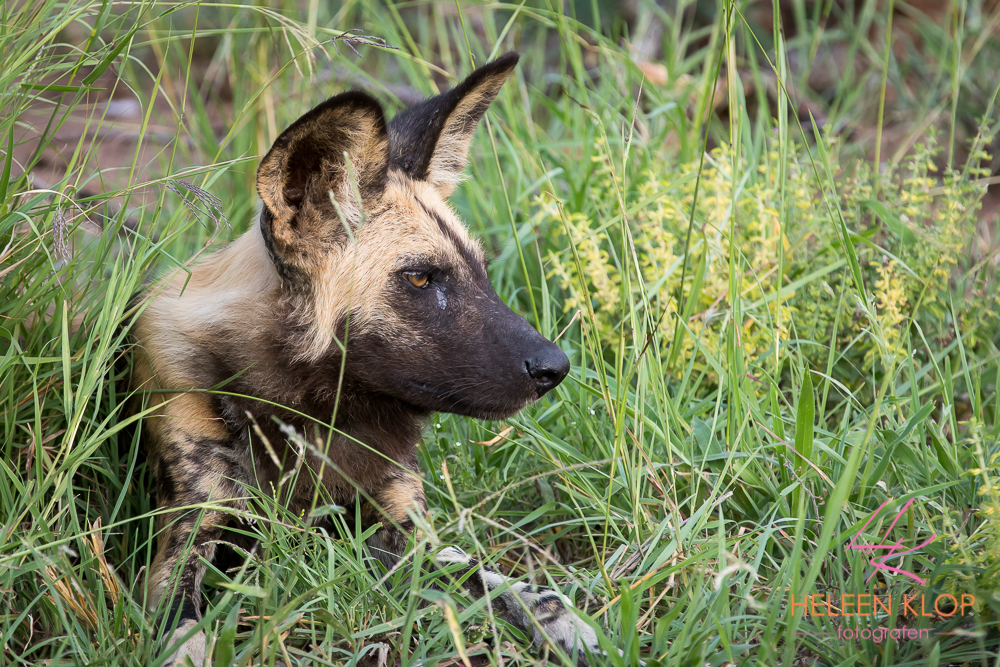 Wilde hond in Zuid Afrika