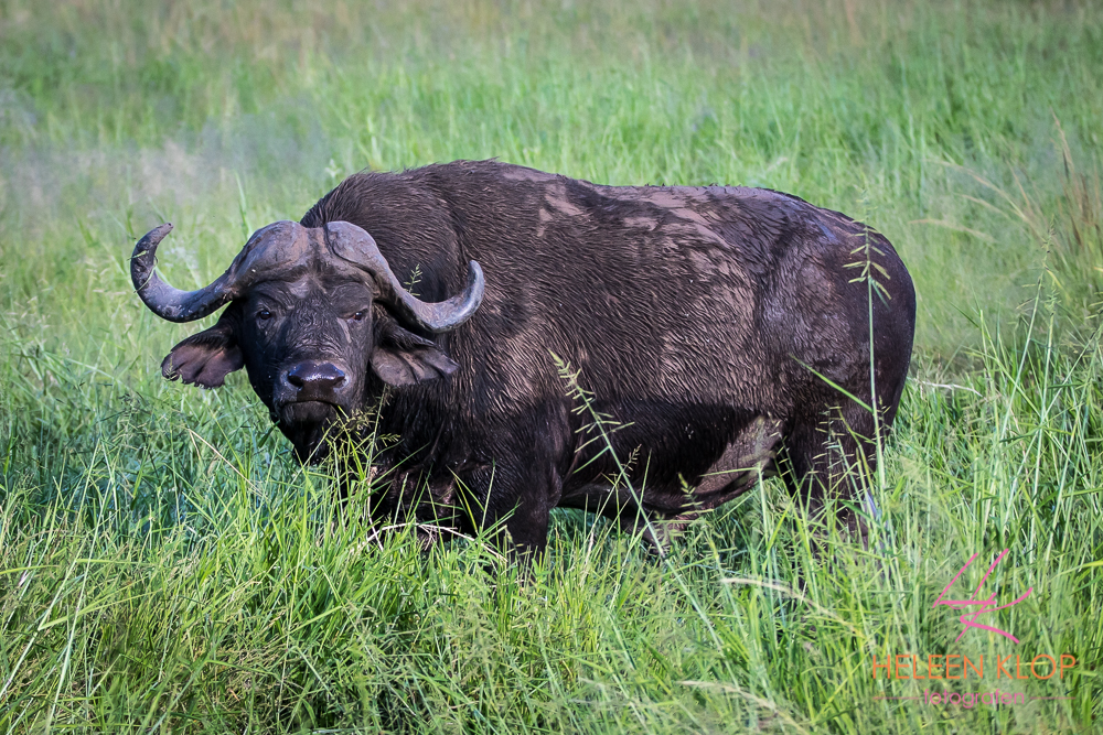Waterbuffel in het gras