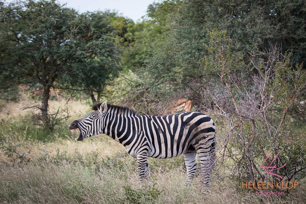 Zebra Zuid Afrika