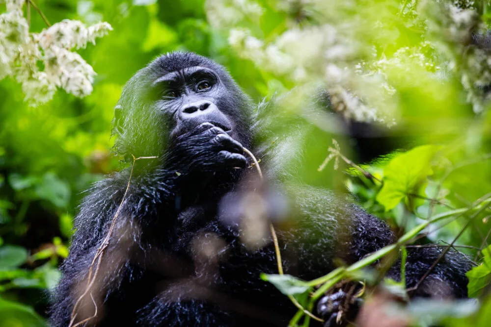Oeganda Wildlife Gorilla Heleen Klop
