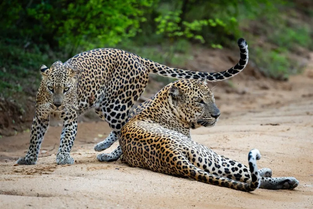 0797 SriLanka2025 Day9 0797 Websize