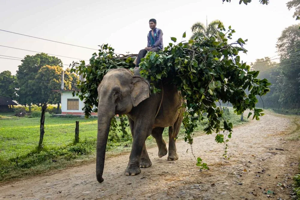 Nepal Bardia Fotoreis