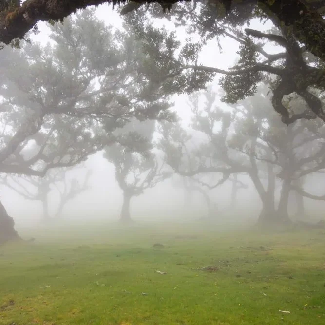fotoreis-madeira-fanal-voorjaar-heleen-klop
