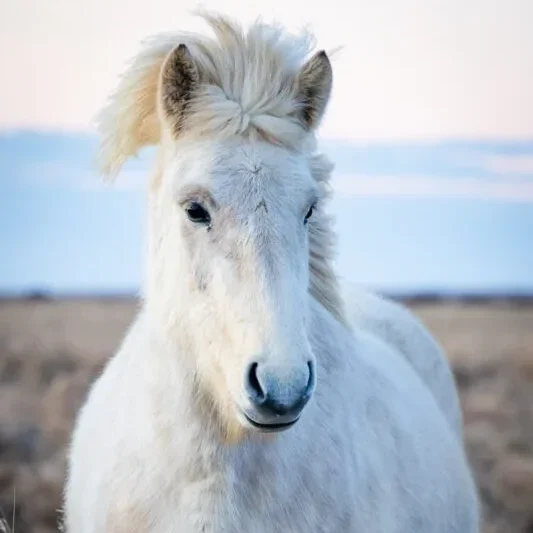 Iceland Horse