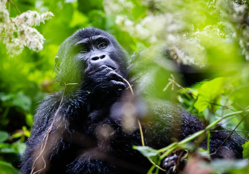Oeganda Wildlife Gorilla Heleen Klop